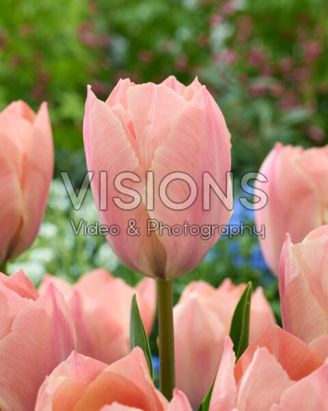 Тюльпан дарвинов гибрид Сальмон Ван Эйк